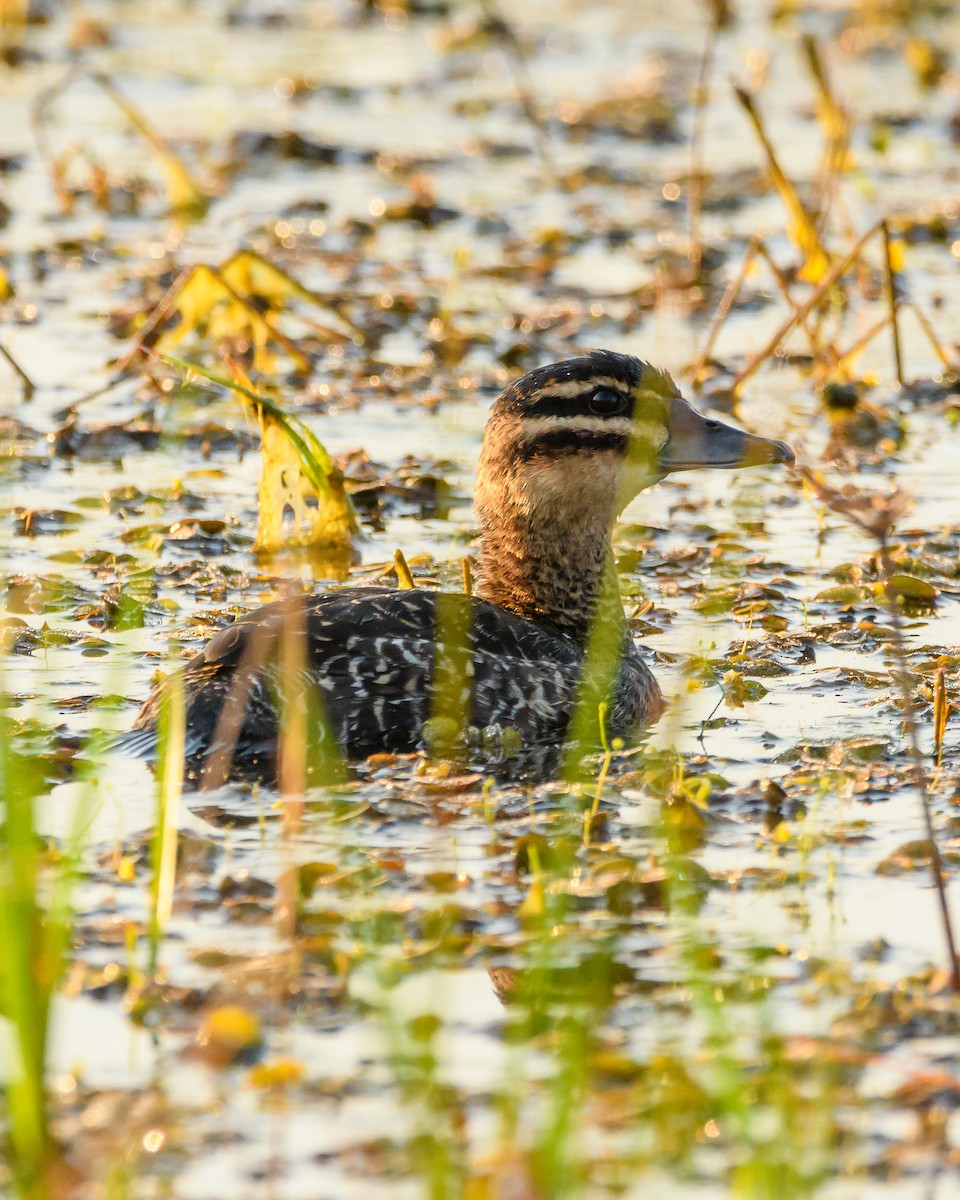 Masked Duck - ML642366047