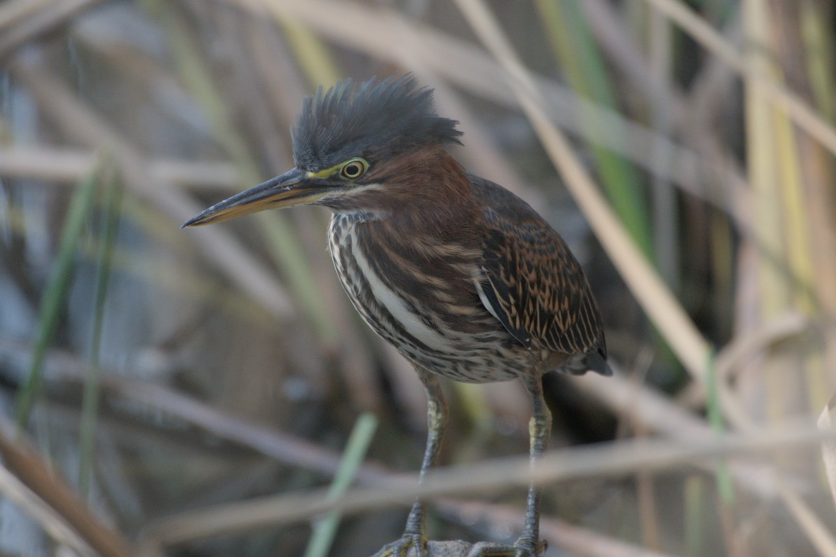 Green Heron - ML642366050