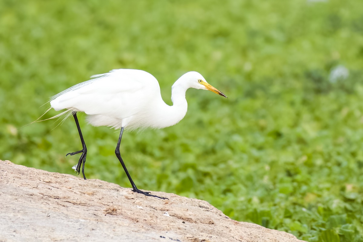 Medium Egret - ML642366052