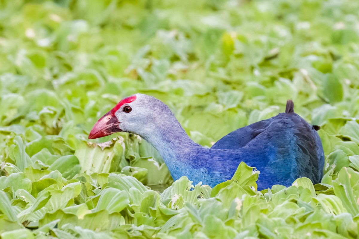 Gray-headed Swamphen - ML642366055