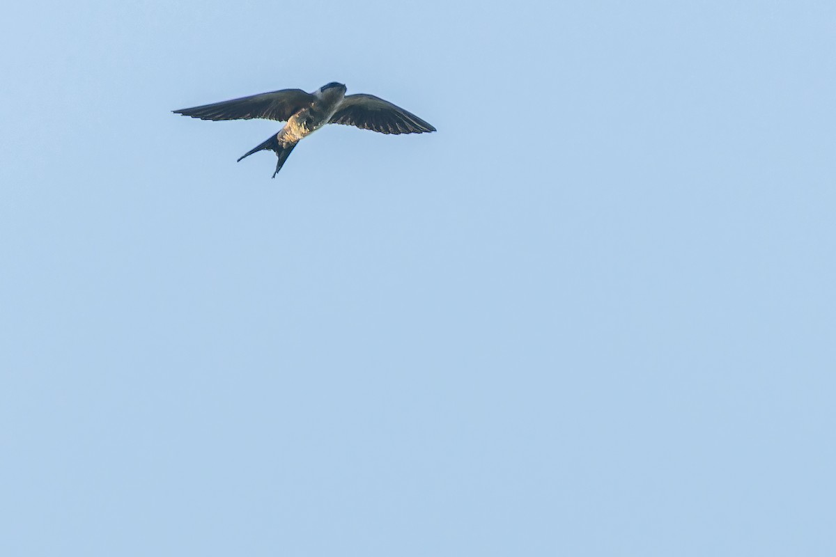 Rufous-chested Swallow - ML642366059