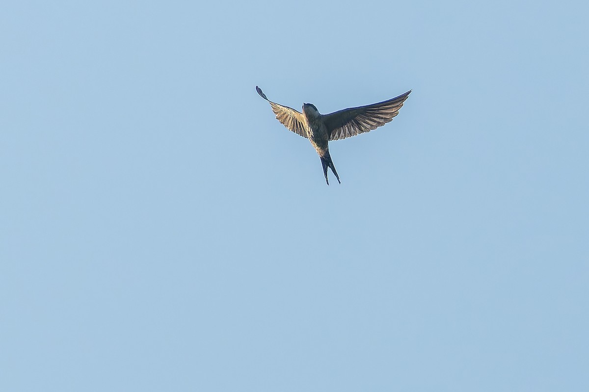 Rufous-chested Swallow - ML642366060