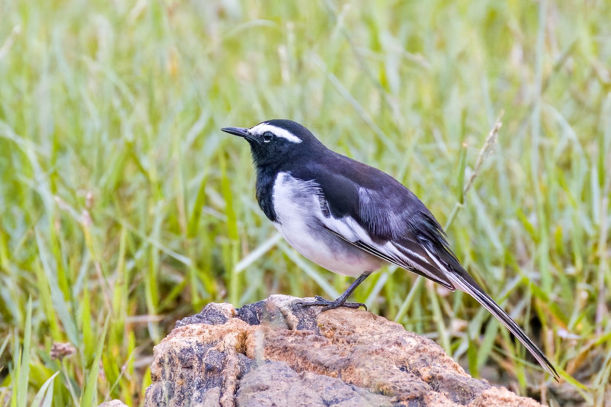 White-browed Wagtail - ML642366064