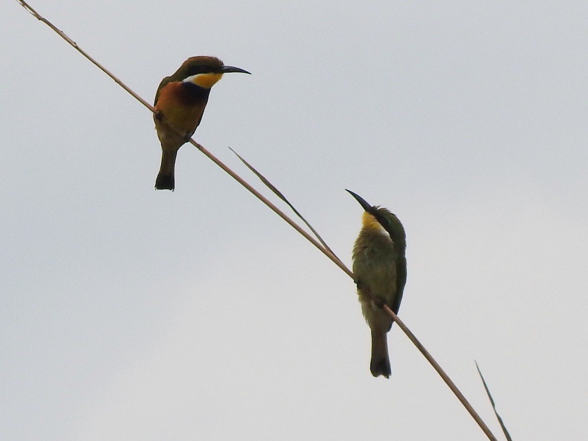 Blue-breasted Bee-eater - ML642366065
