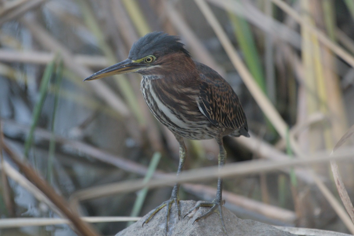 Green Heron - ML642366067