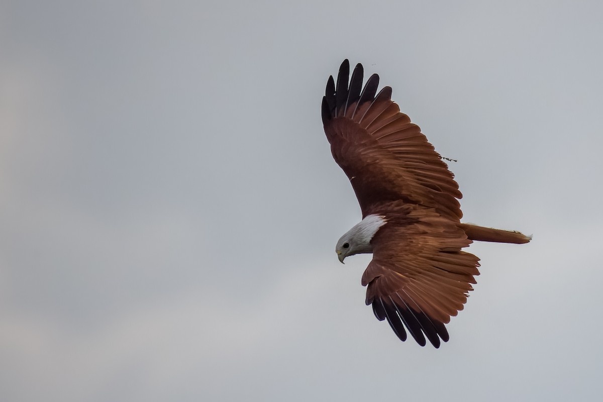 Brahminy Kite - ML642366068
