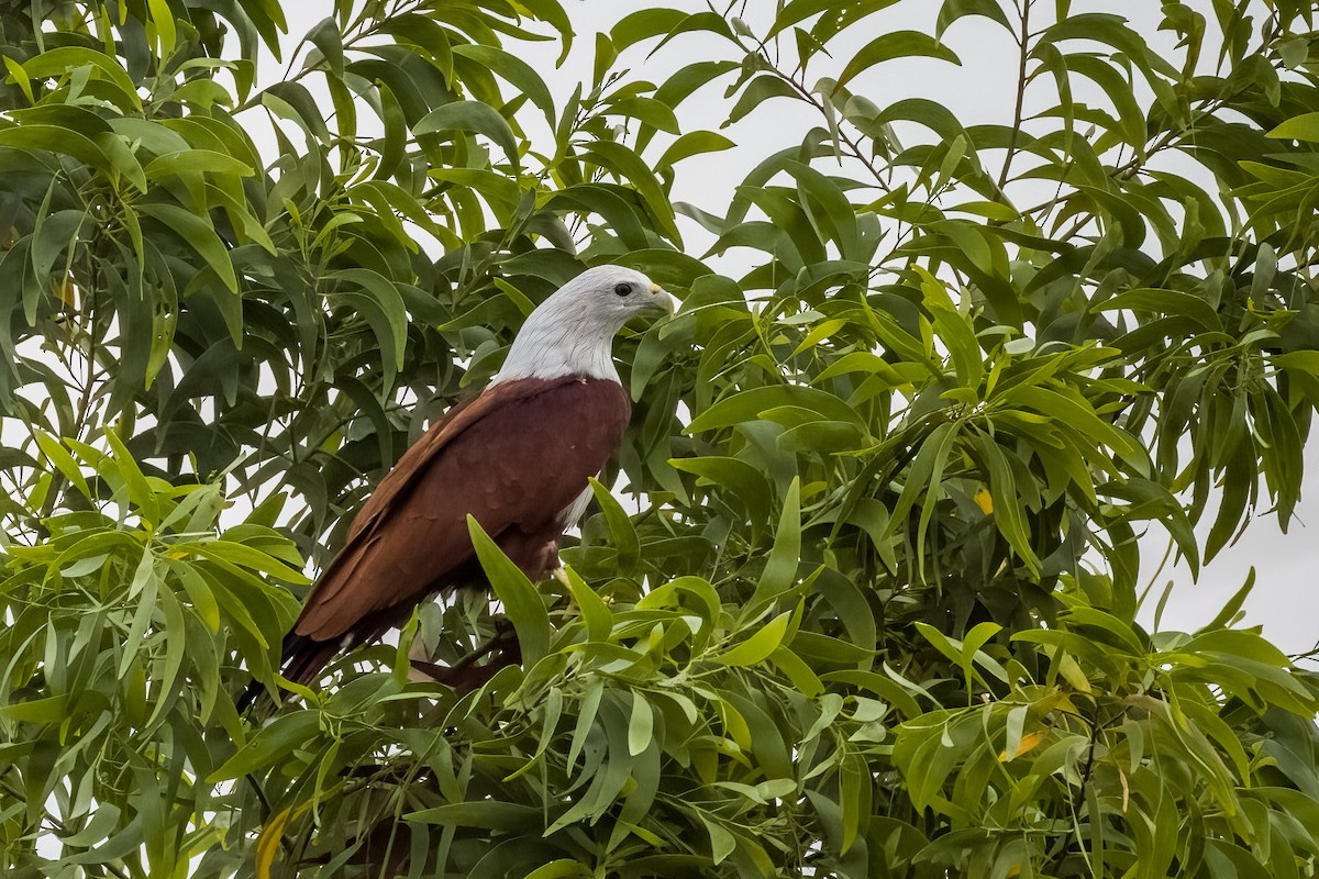 Brahminy Kite - ML642366069
