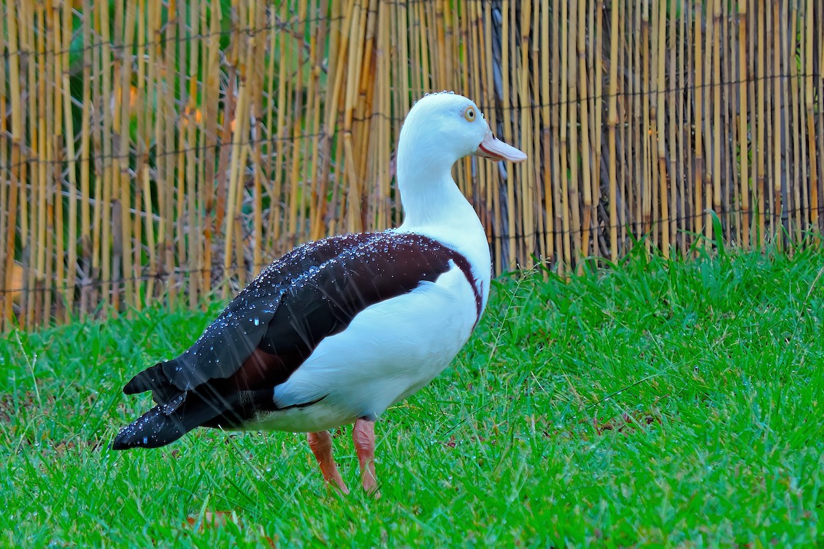 Radjah Shelduck - ML642366070