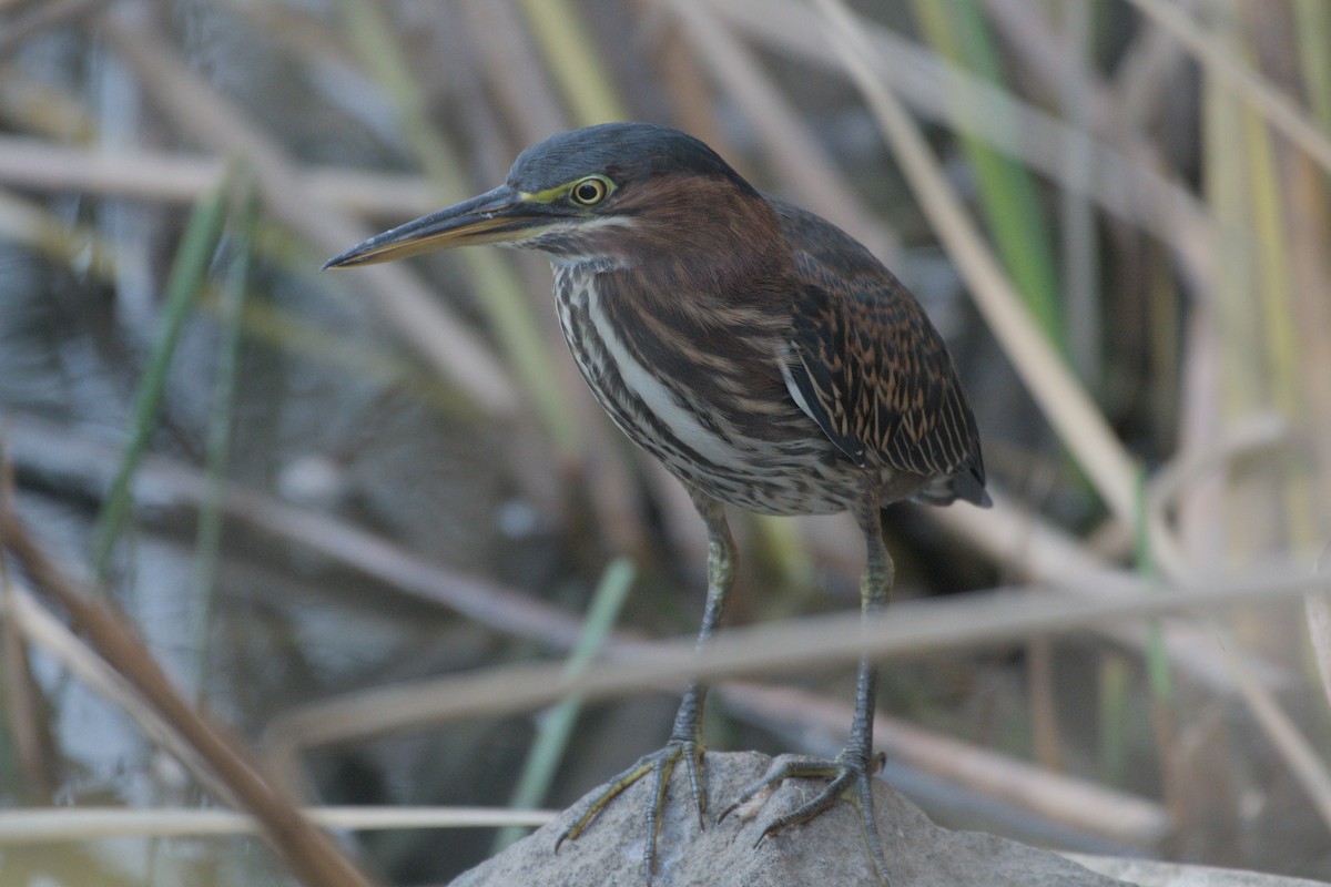 Green Heron - ML642366071
