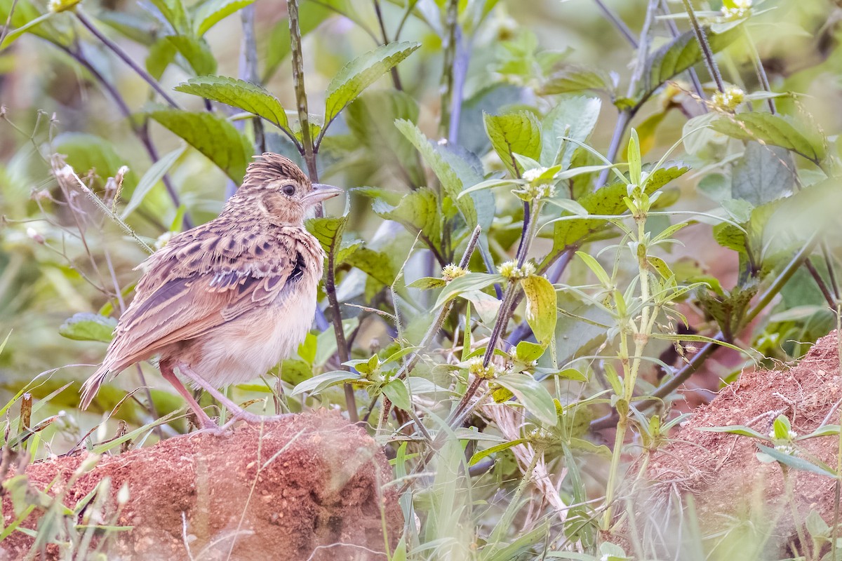 Jerdon's Bushlark - ML642366073