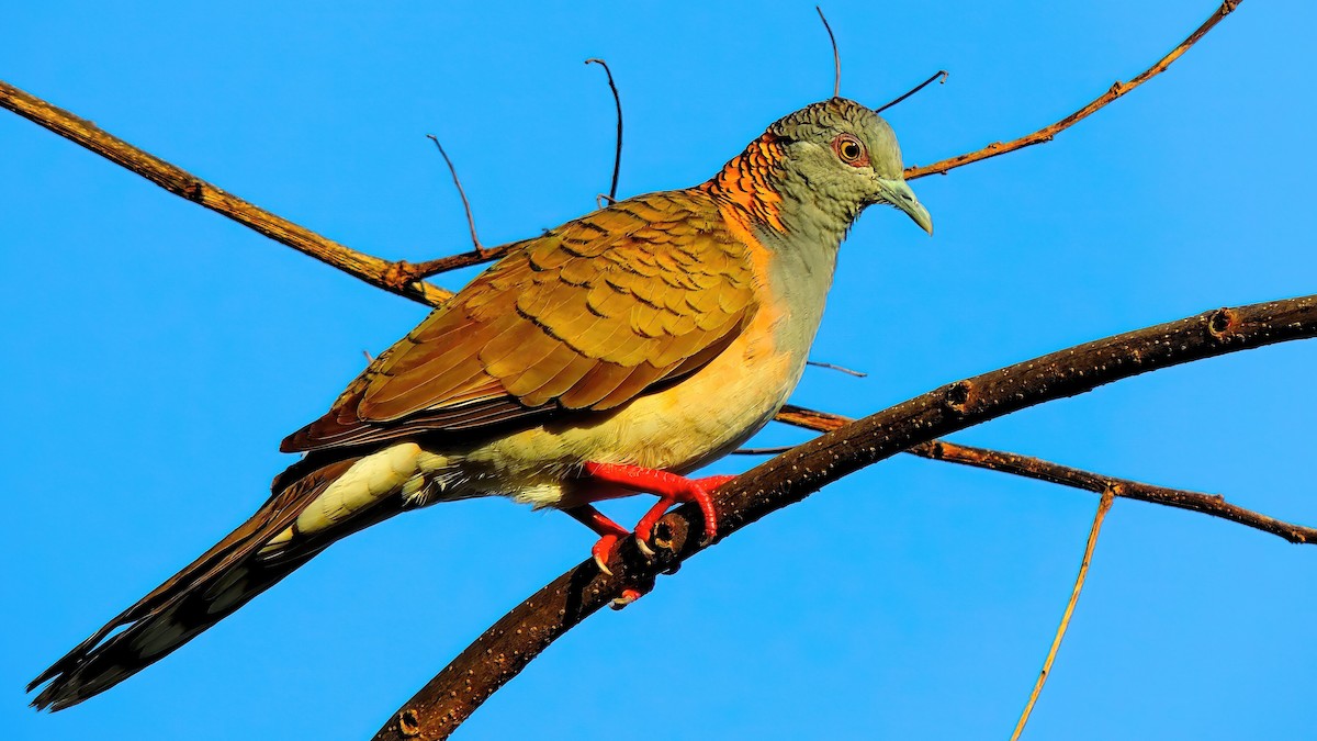 Bar-shouldered Dove - ML642366074