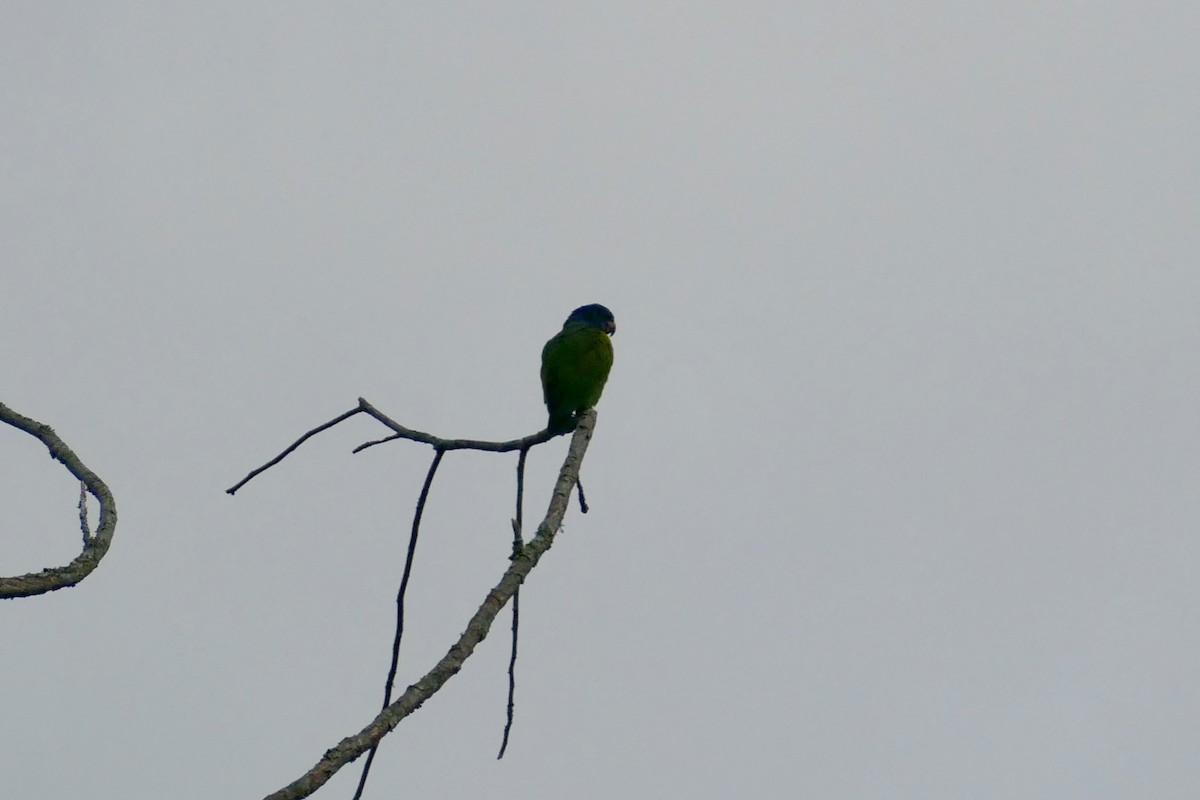 Blue-headed Parrot - ML642366099