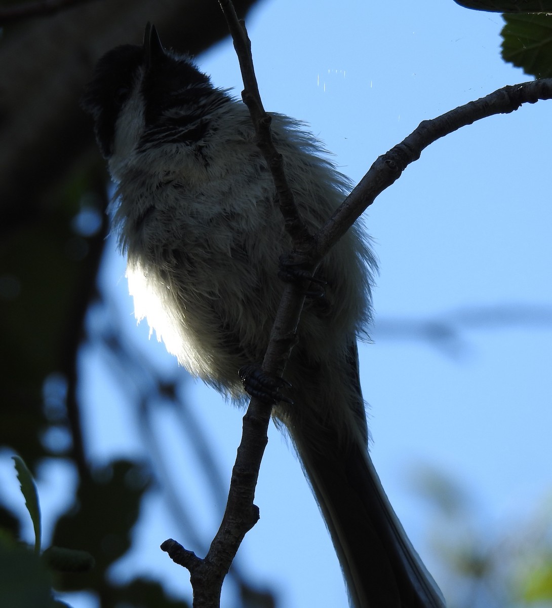 Black-capped Chickadee - ML64236611