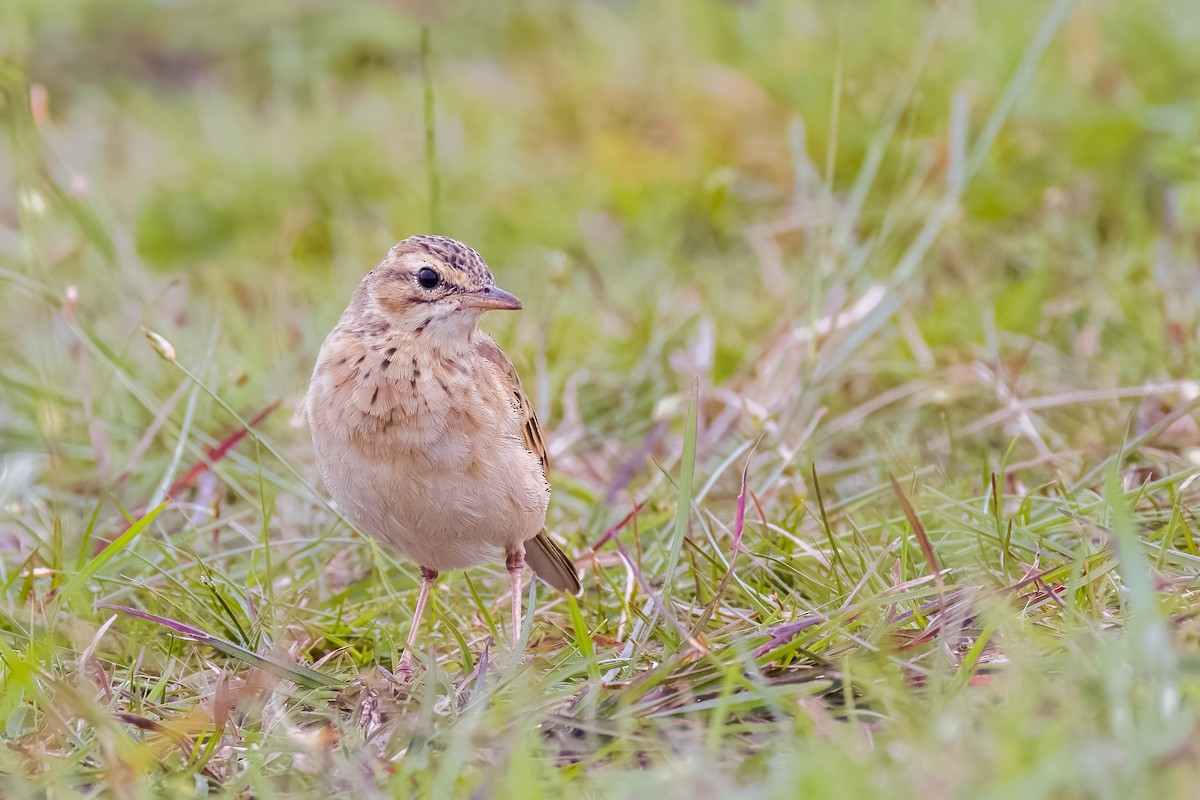 Paddyfield Pipit - ML642366116