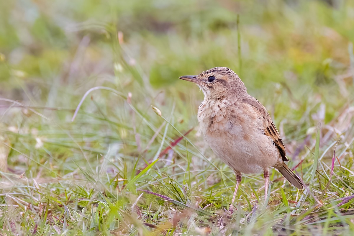 Paddyfield Pipit - ML642366117