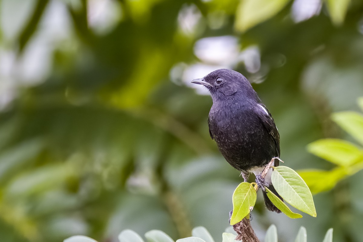 Pied Bushchat - ML642366119