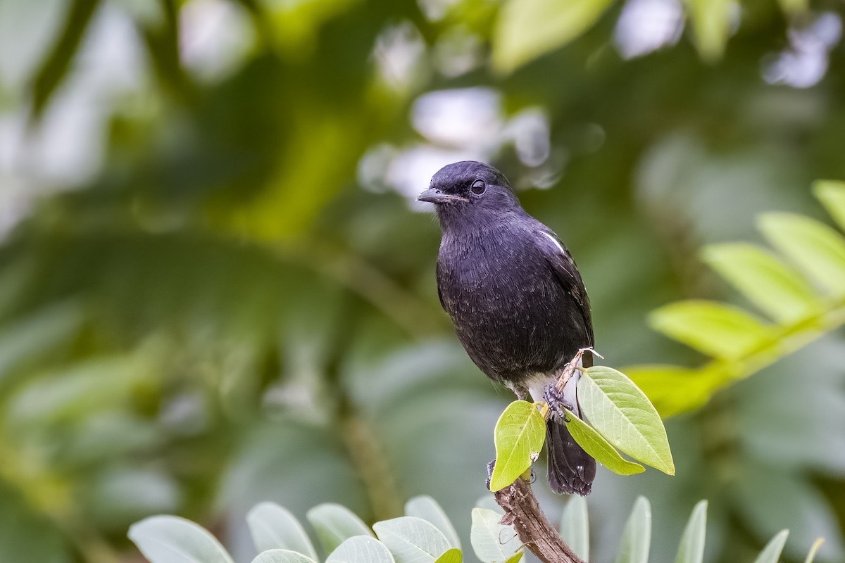 Pied Bushchat - ML642366120