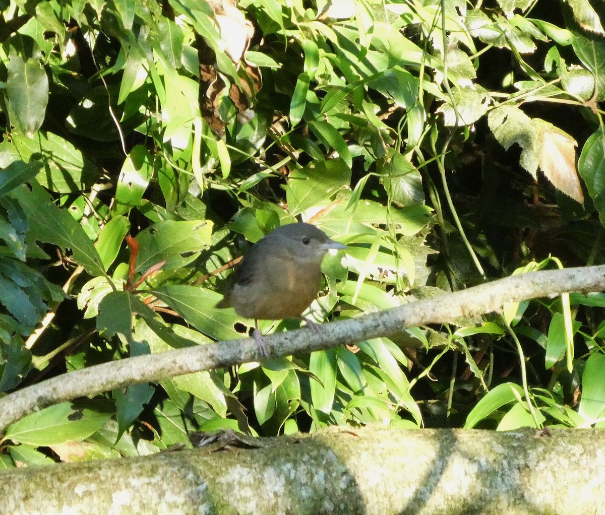 Rufous Shrikethrush - ML642366125