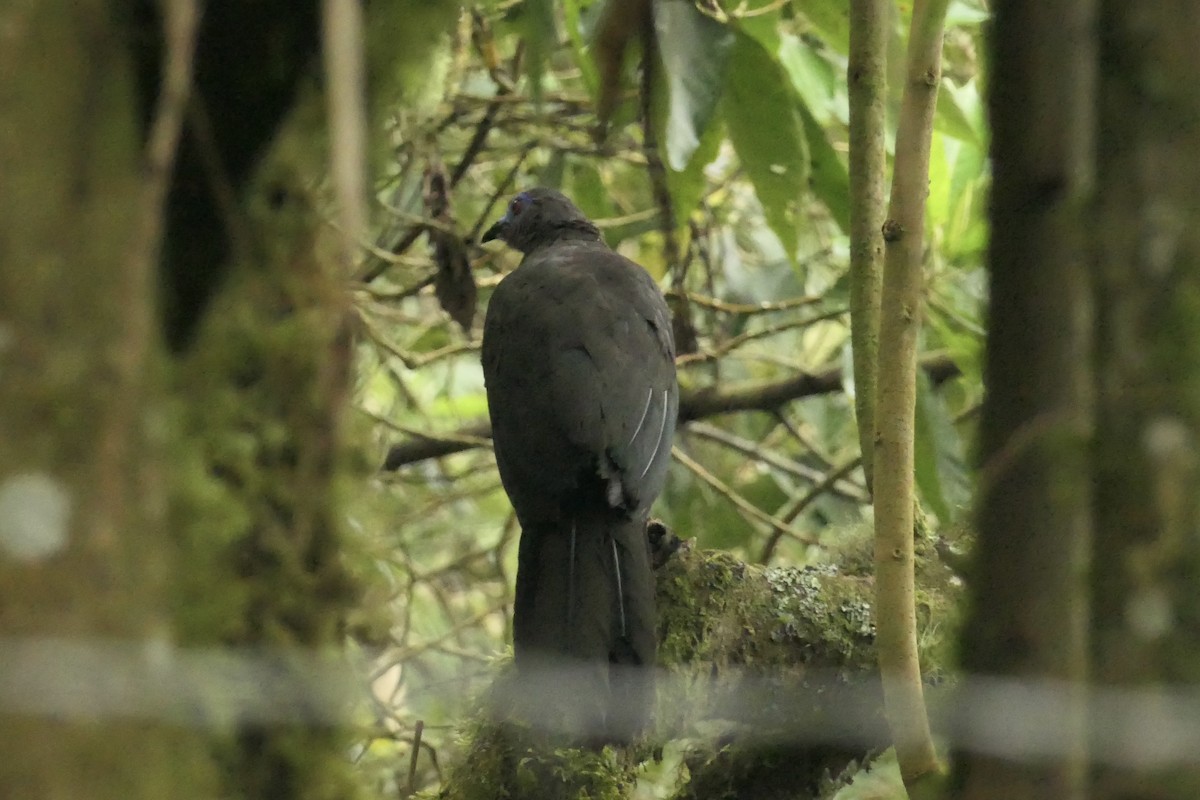 Sickle-winged Guan - ML642366127