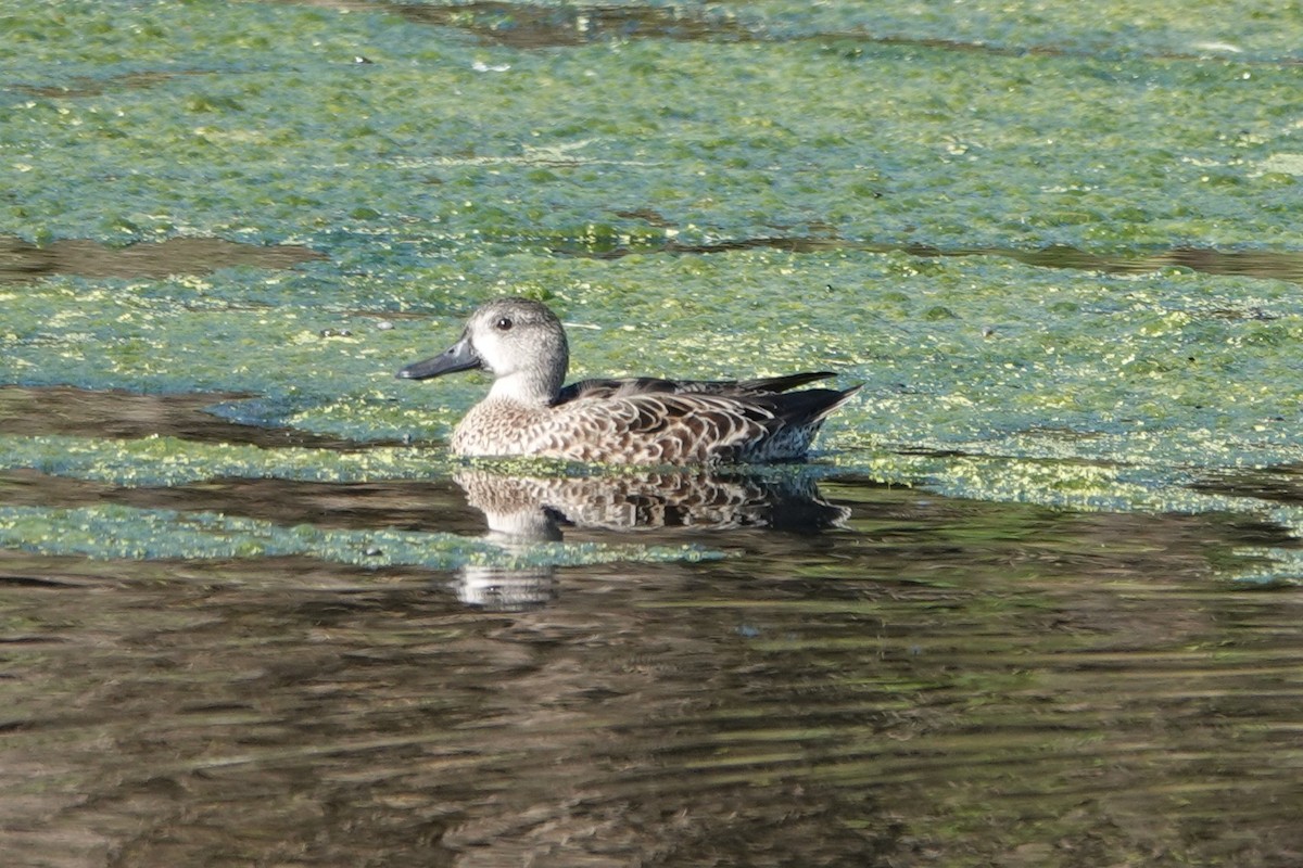 Blue-winged Teal - ML642366131
