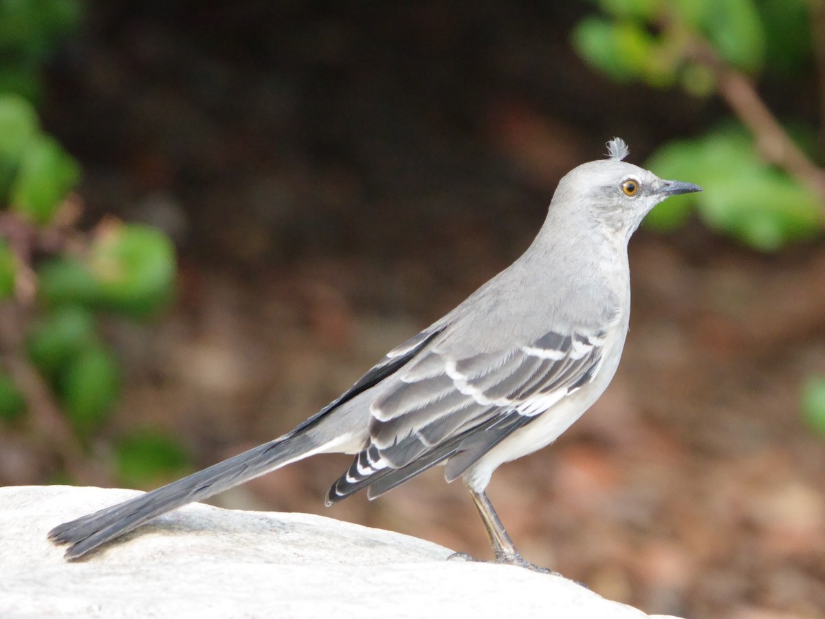 Northern Mockingbird - ML642366134