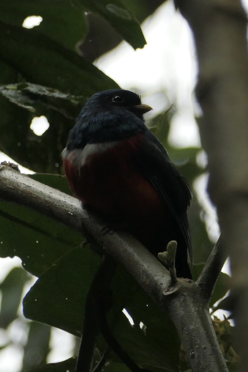 Masked Trogon - ML642366135