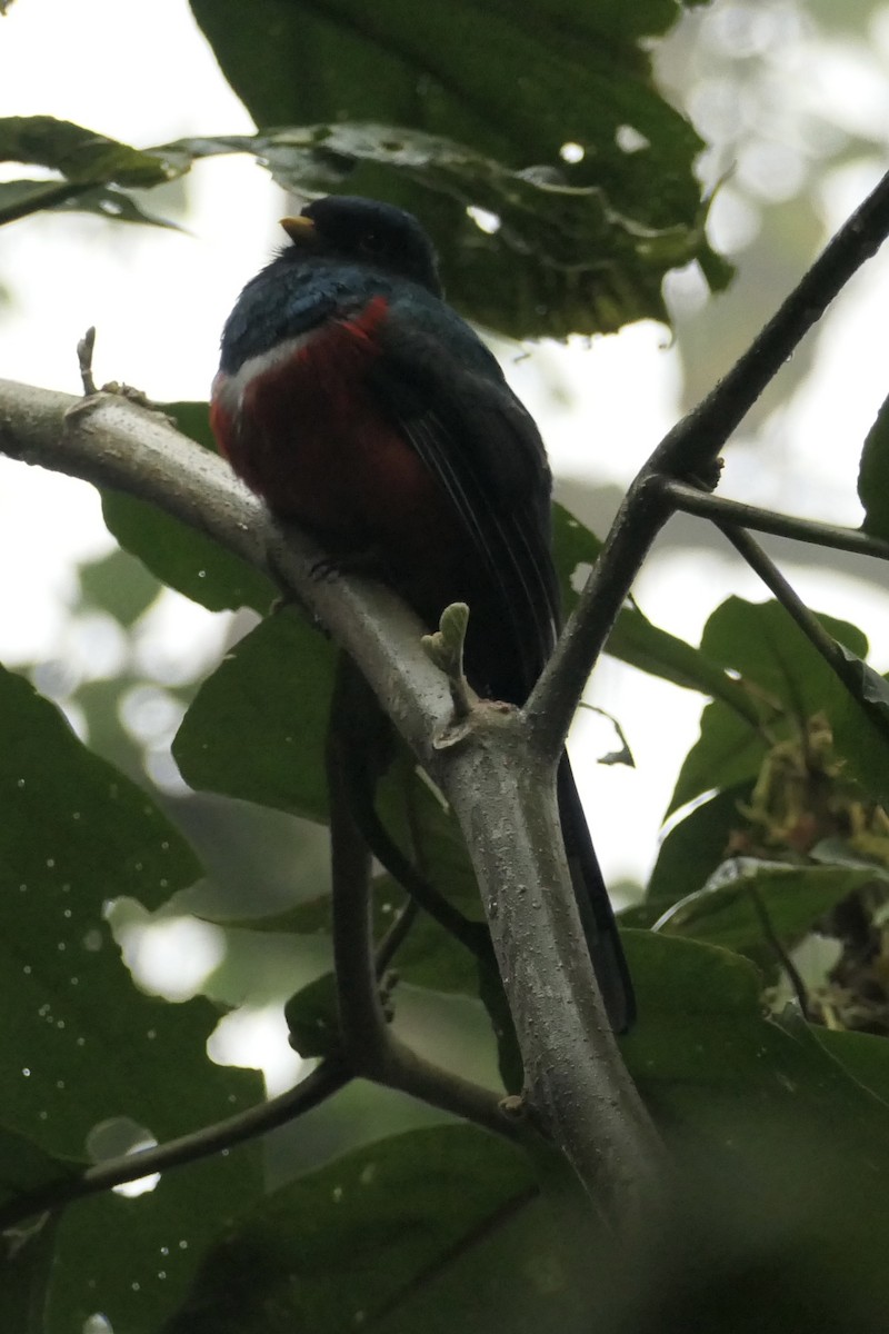 Masked Trogon - ML642366136