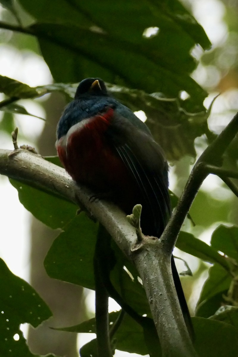 Masked Trogon - ML642366137