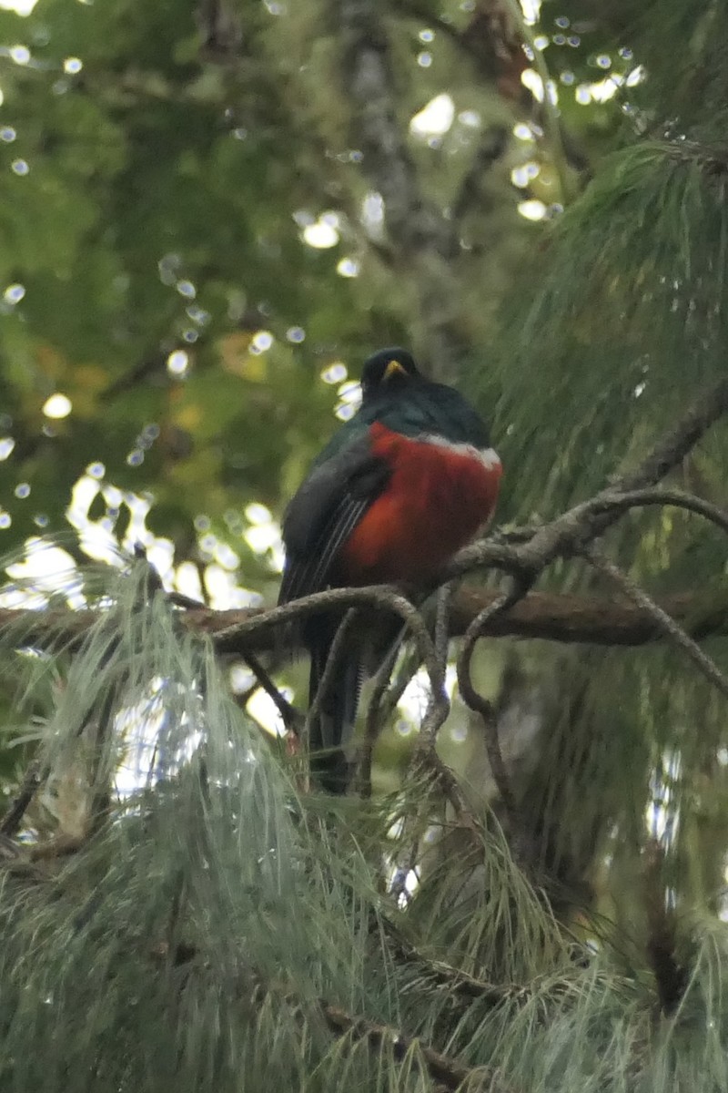 Masked Trogon - ML642366138