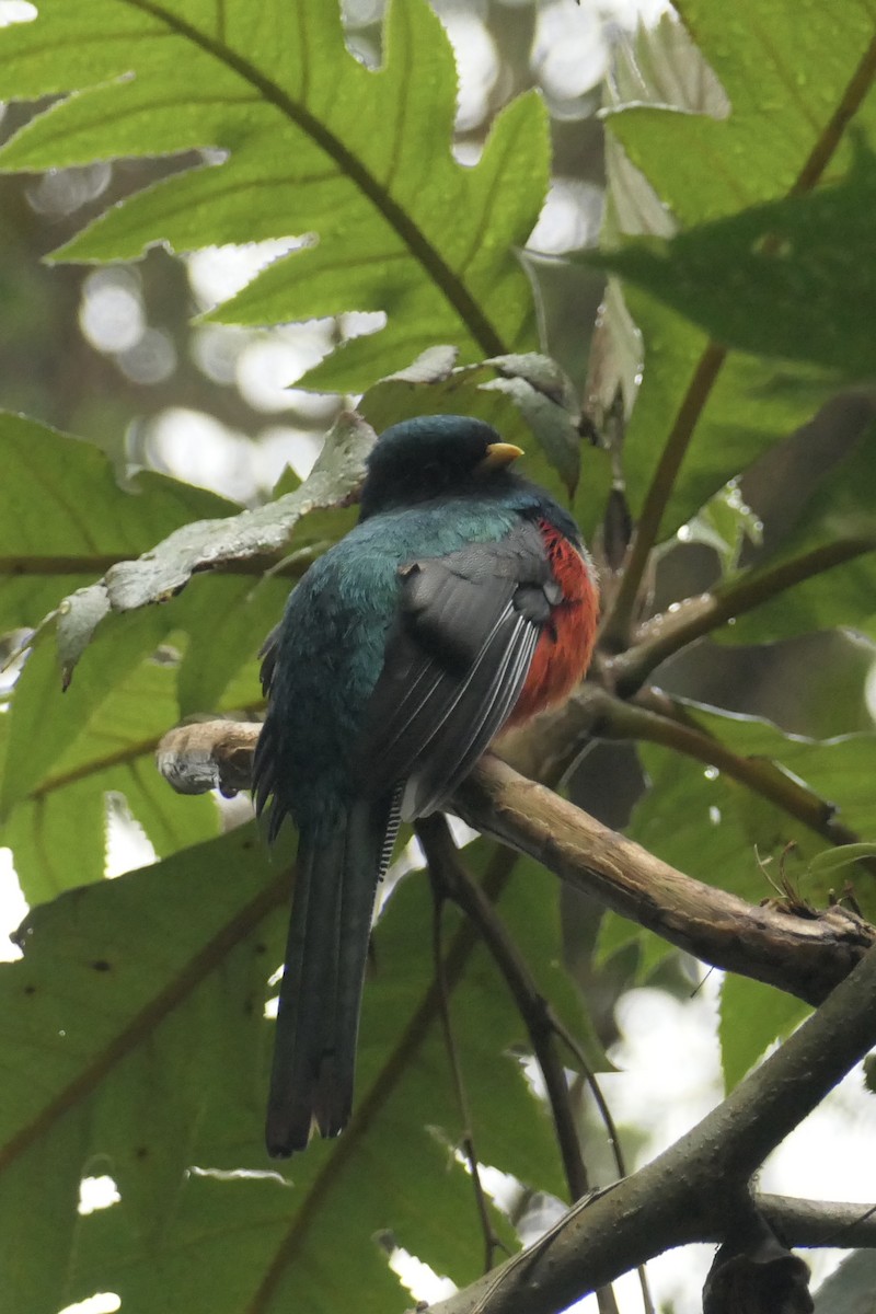 Masked Trogon - ML642366140
