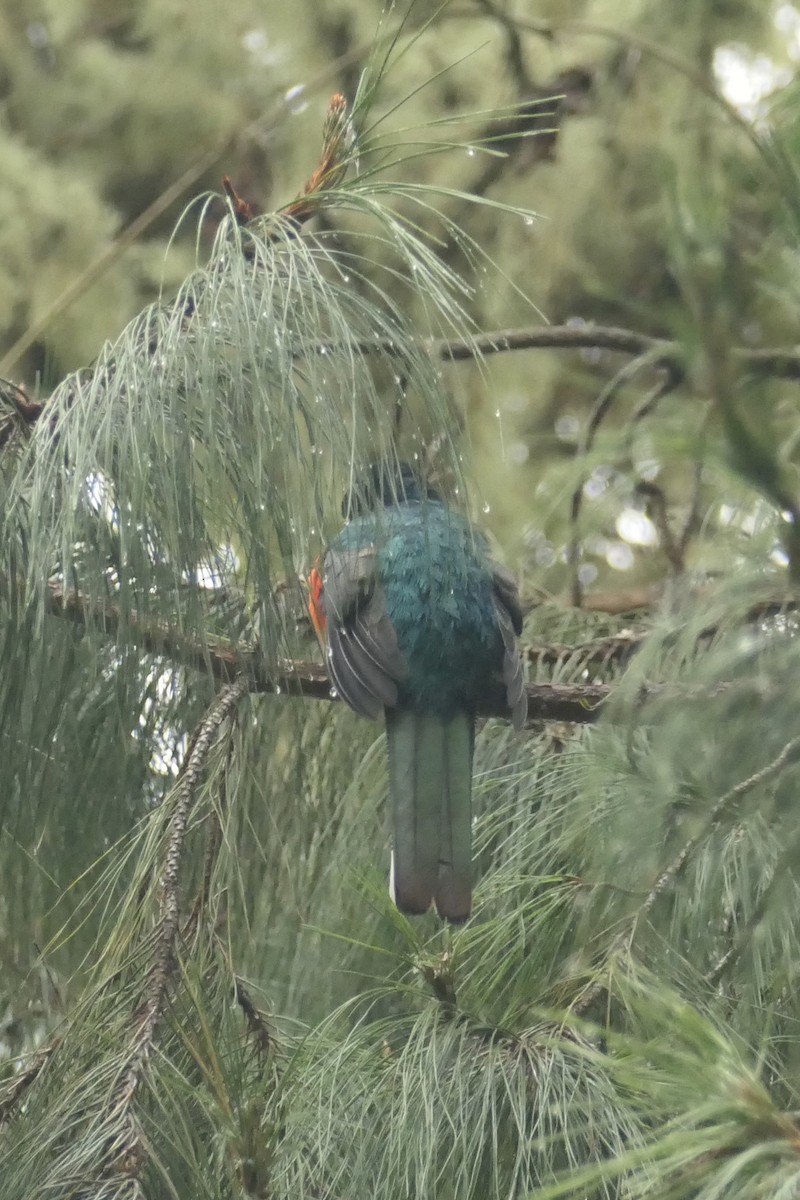 Masked Trogon - ML642366141