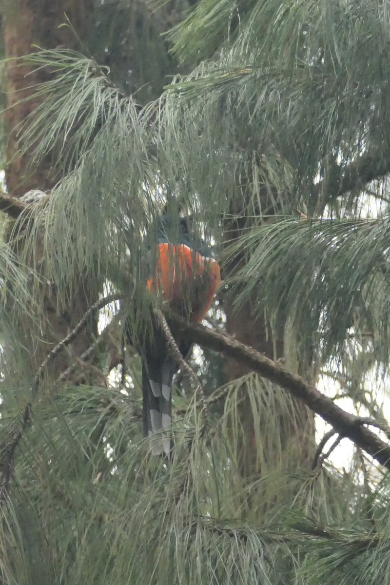 Masked Trogon - ML642366142