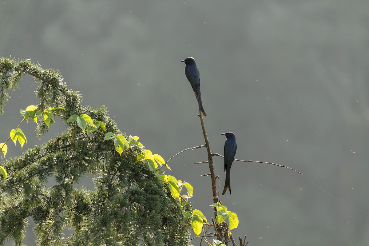 Ashy Drongo - ML642366148