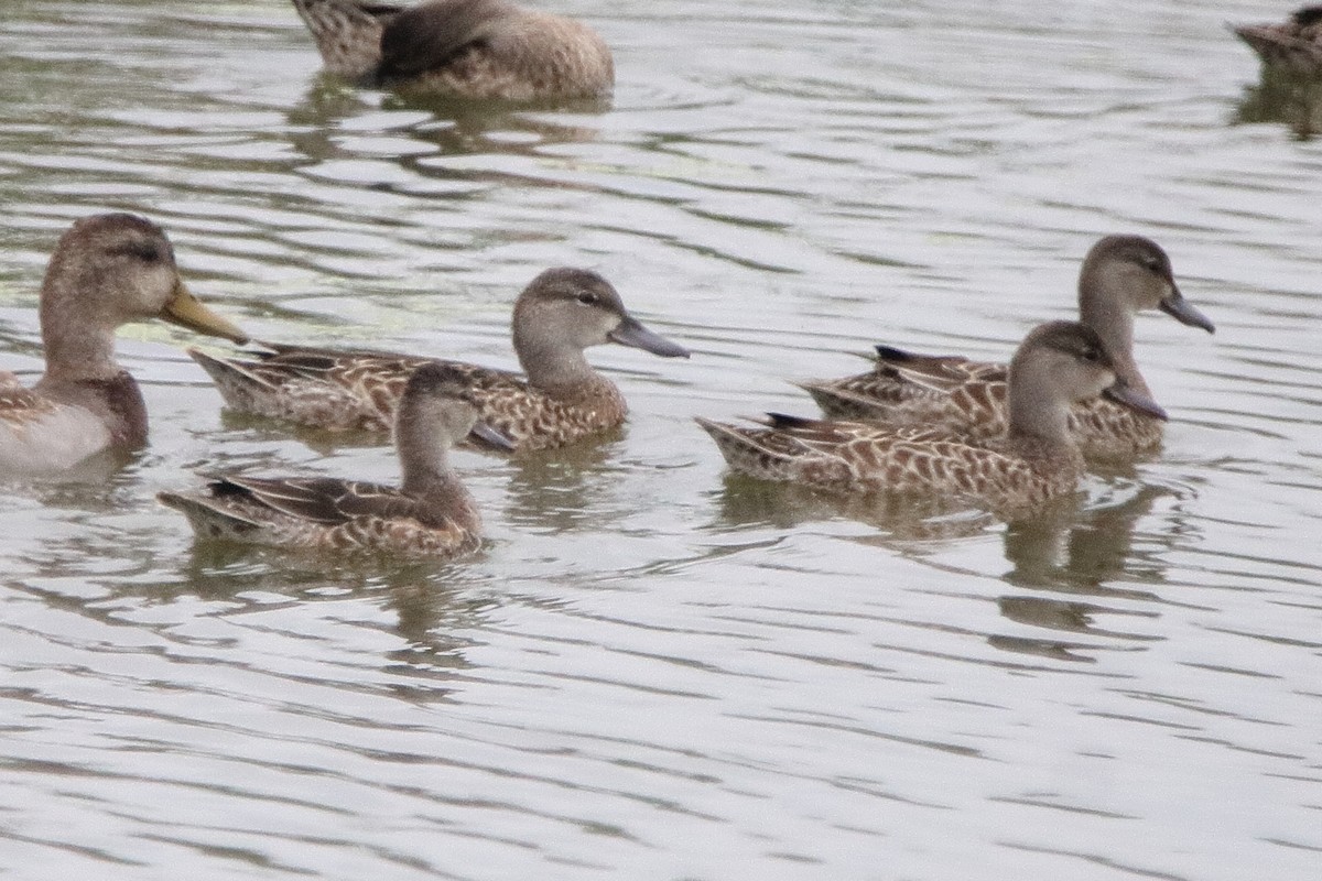 Blue-winged Teal - ML642366149