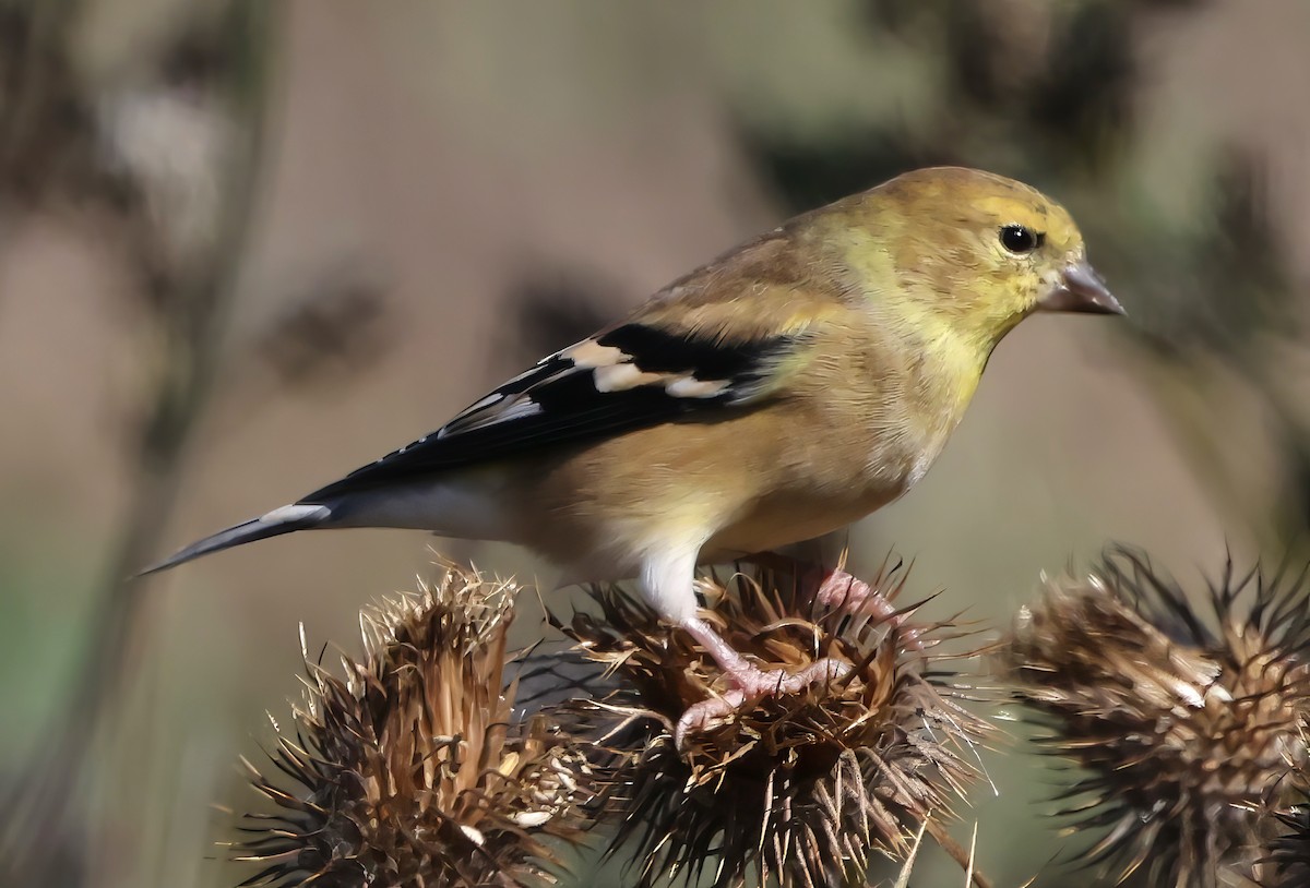American Goldfinch - ML642366150