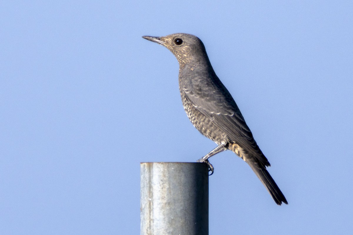 Blue Rock-Thrush - ML642366166