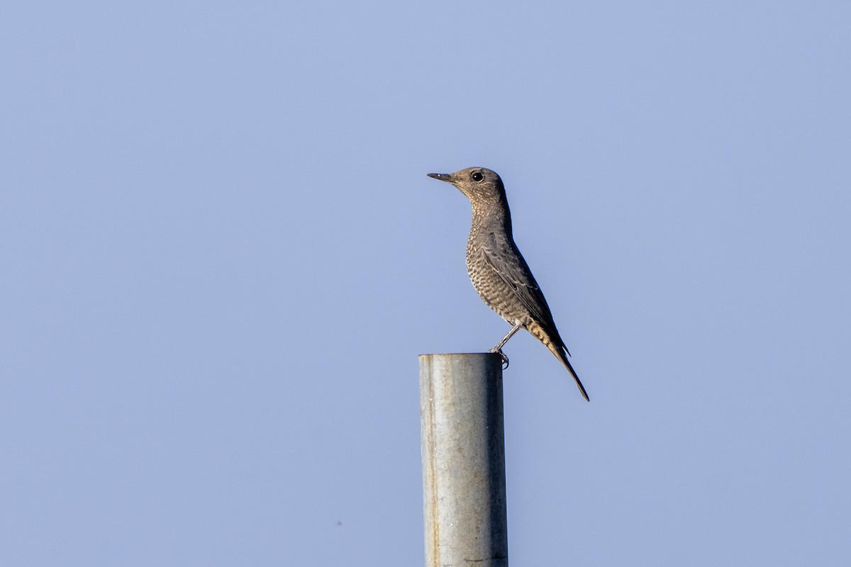 Blue Rock-Thrush - ML642366168