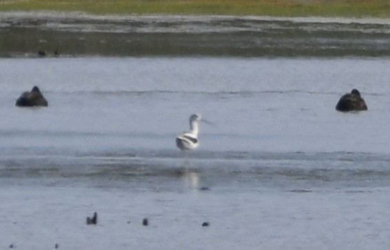 American Avocet - ML642366185