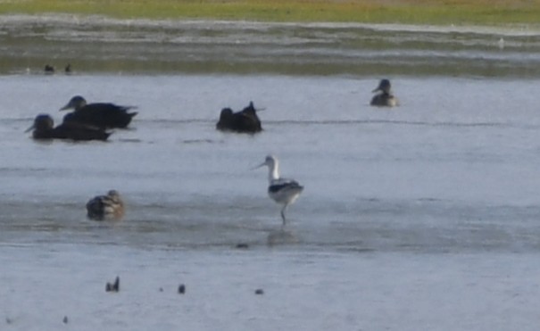 American Avocet - ML642366187