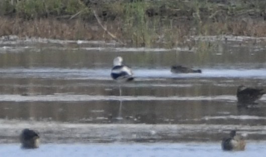 American Avocet - ML642366204