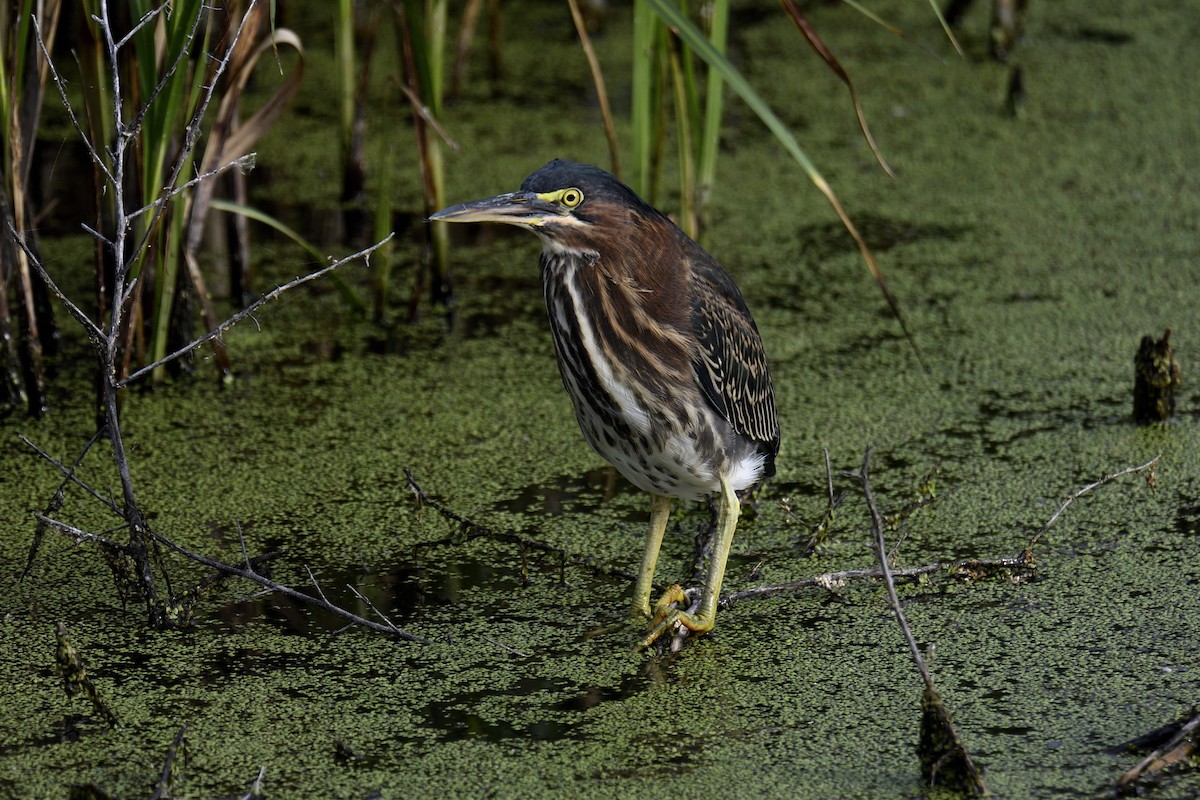 Green Heron - ML642366205