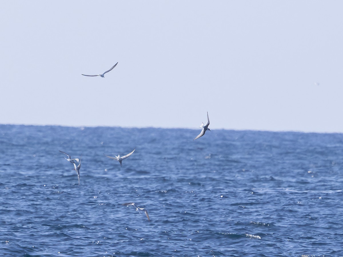 Common/Arctic Tern - ML642366220