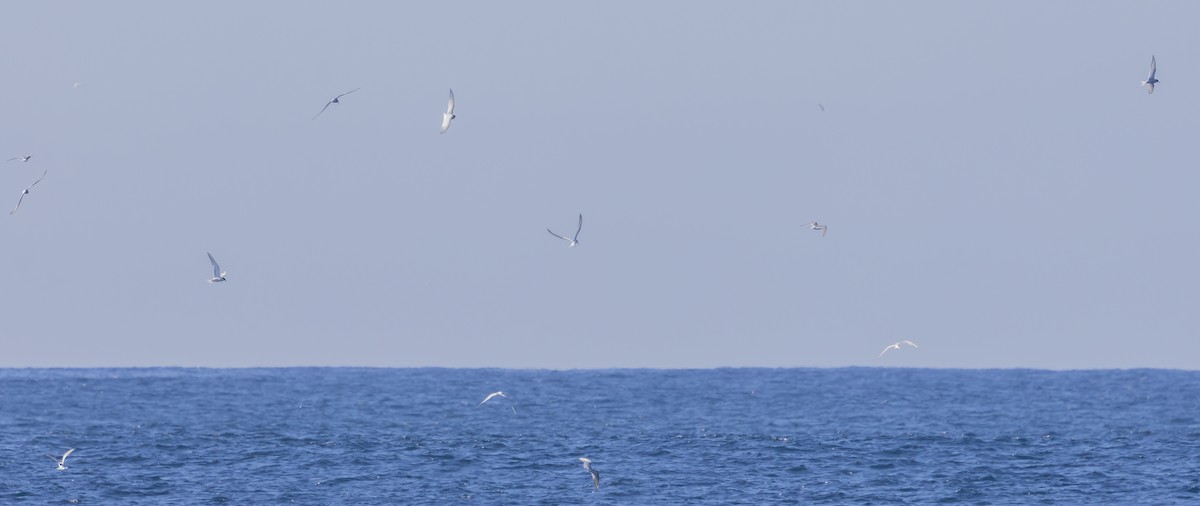 Common/Arctic Tern - ML642366222