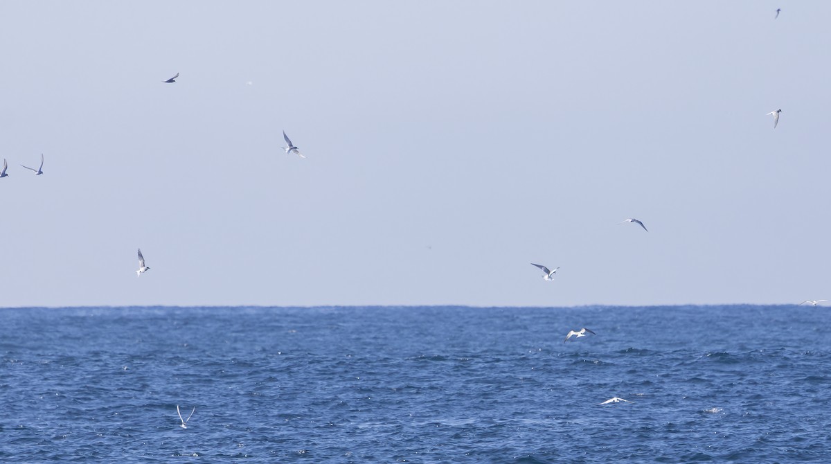 Common/Arctic Tern - ML642366223