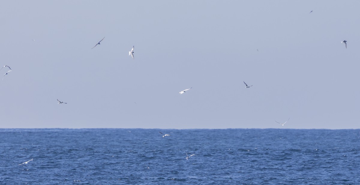 Common/Arctic Tern - ML642366224