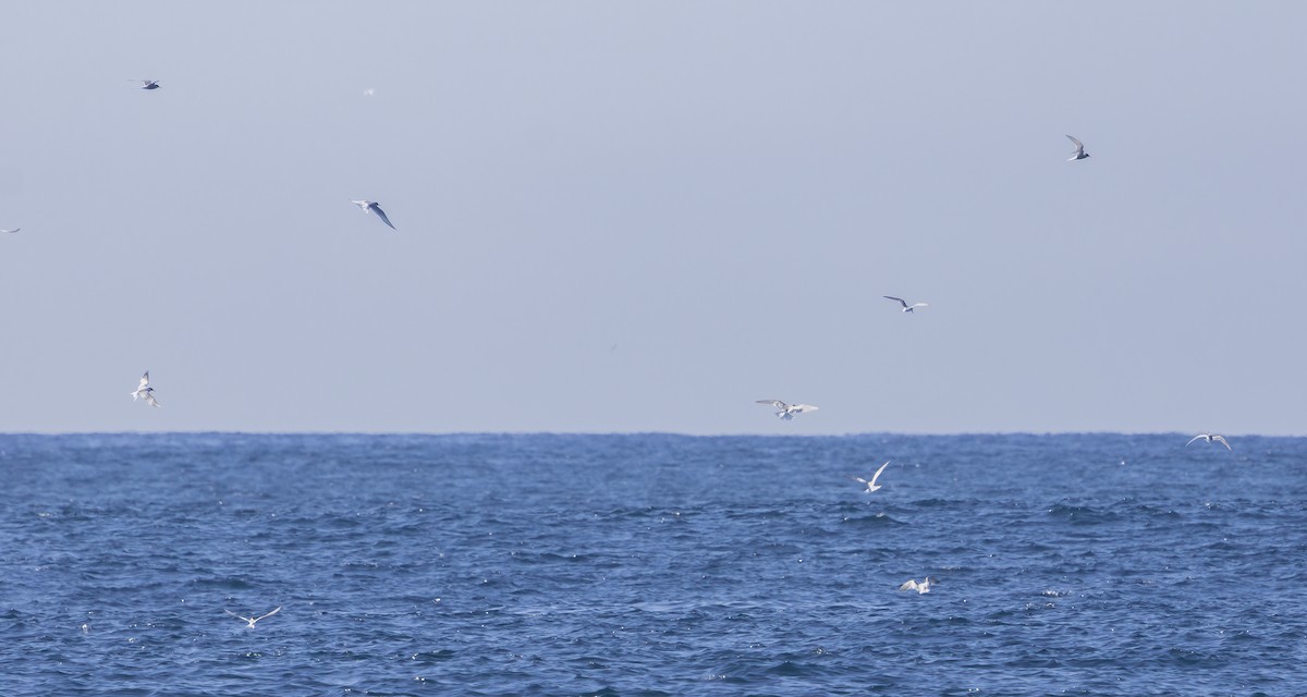 Common/Arctic Tern - ML642366225