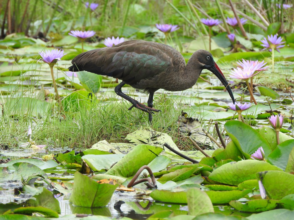 Hadada Ibis - ML642366236