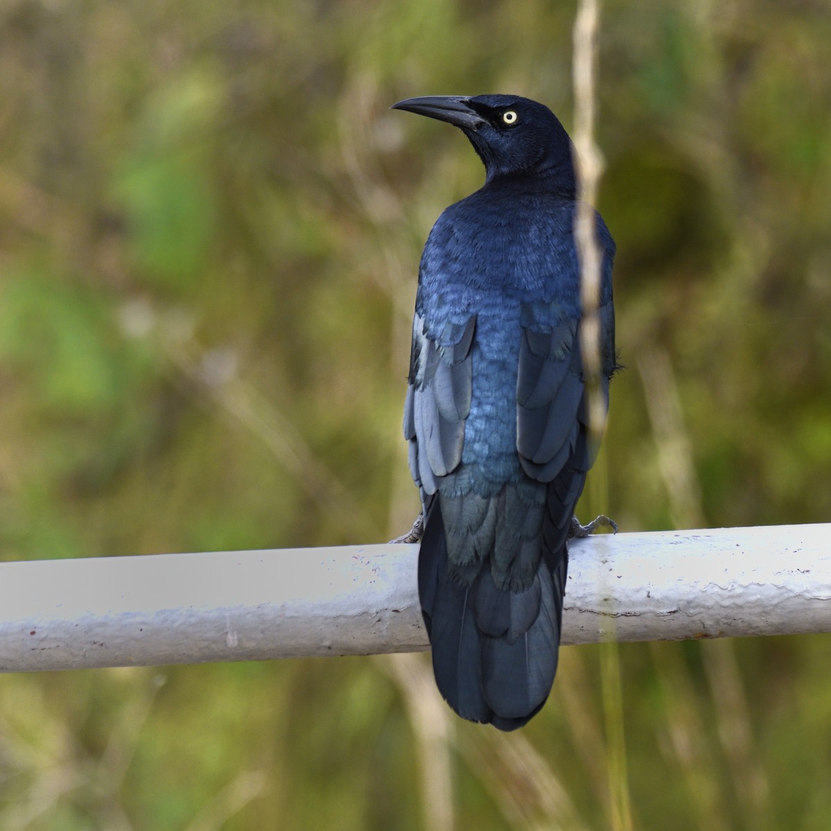 Common Grackle - ML642366237