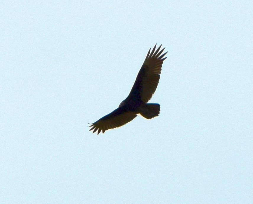 Turkey Vulture - ML642366252