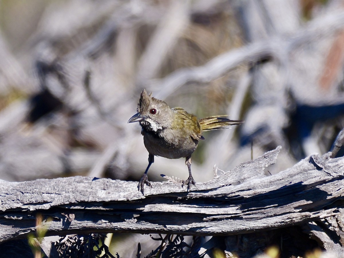Western Whipbird - ML642366254
